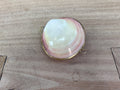 Pill Box - Codakia Shell