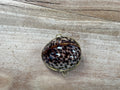 Pill Box - Tiger Cowry