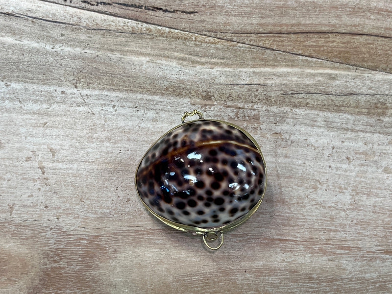 Pill Box - Tiger Cowry